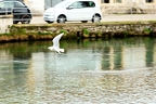 Animali