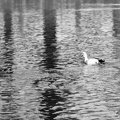 Female cormorant 7061