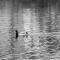 Mallard Duck7062
