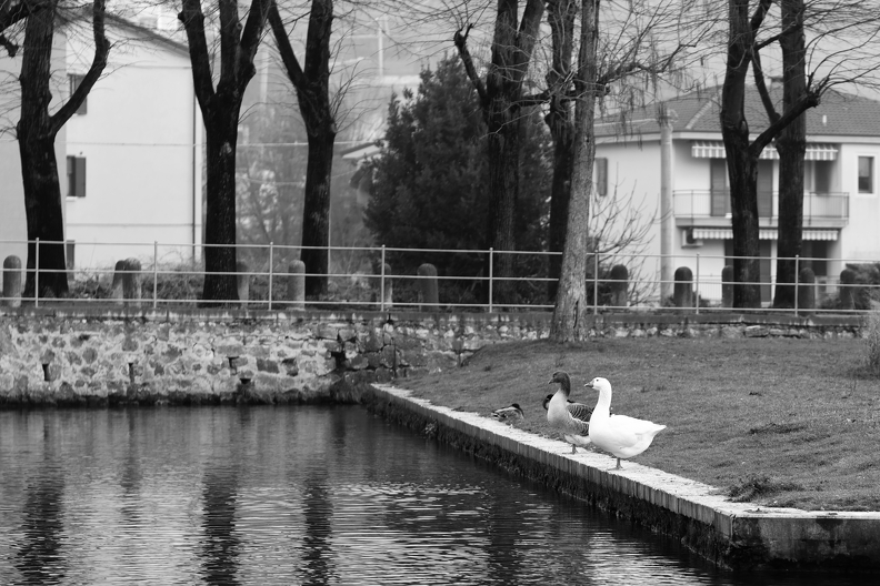 Swans_7064.jpg