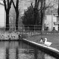 Swans 7064