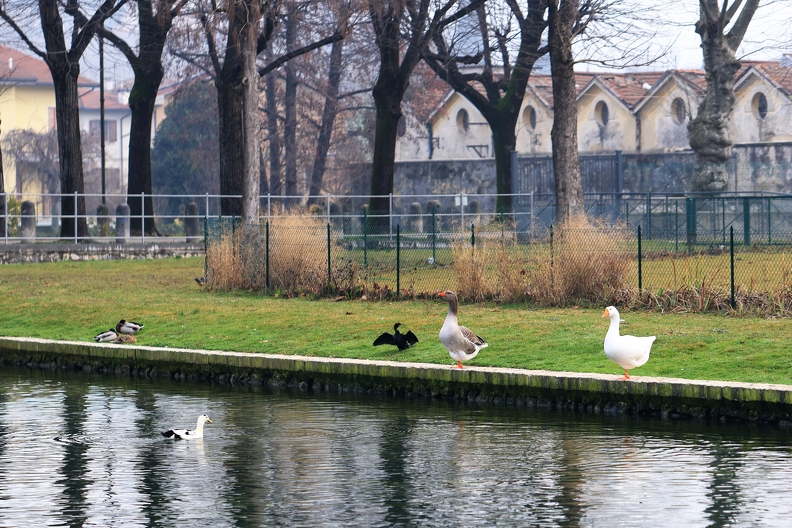 Swans_7068.jpg