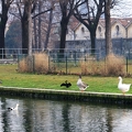 Swans 7068