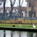 Swans 7069