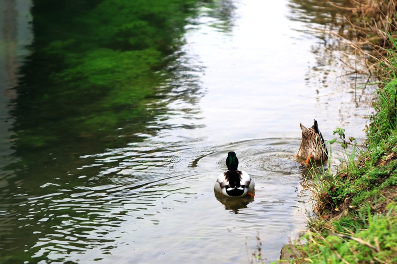 Mallard_Duck_7076.jpg